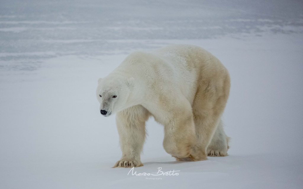 urso-polar-e-aurora-boreal