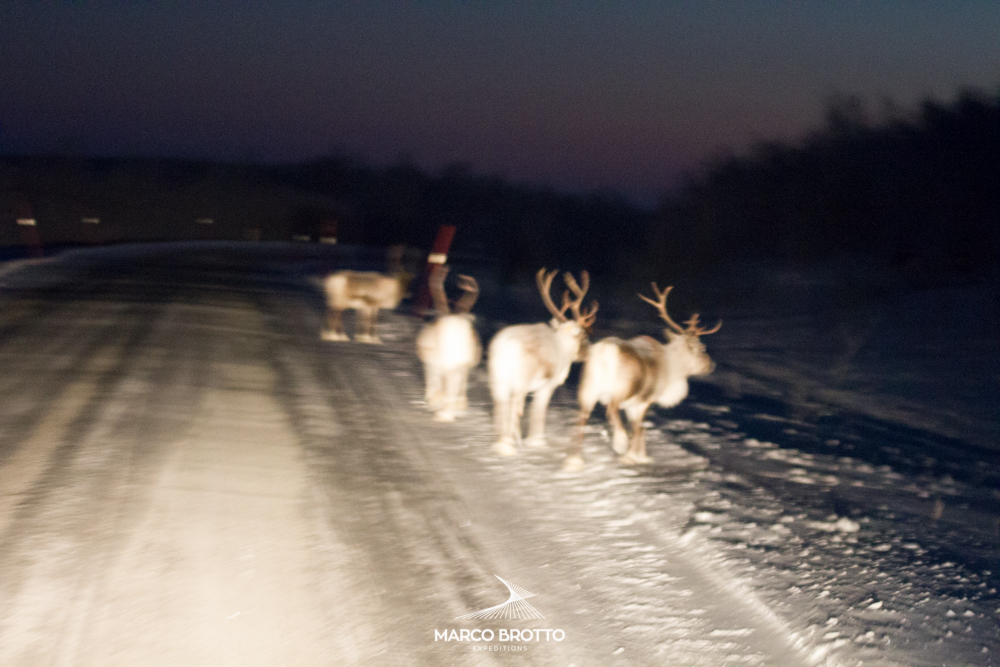 auror-boreal-noruega-finlandia-animais-selvagens auror-boreal-noruega-finlandia-animais-selvagens