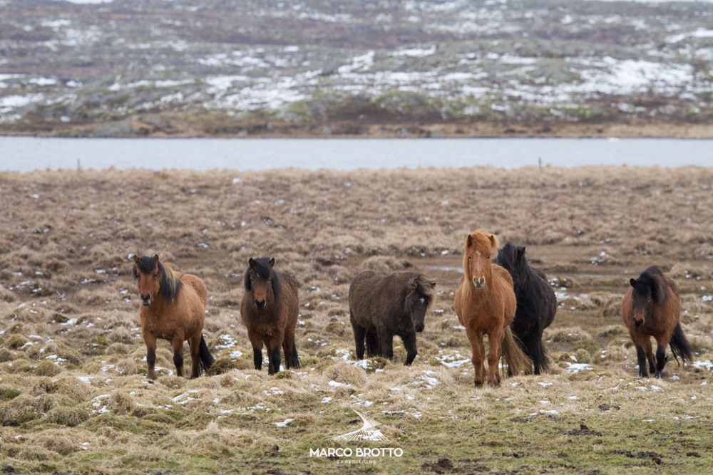 aurora-boreal-islandia-animais-selvagens aurora-boreal-islandia-animais-selvagens