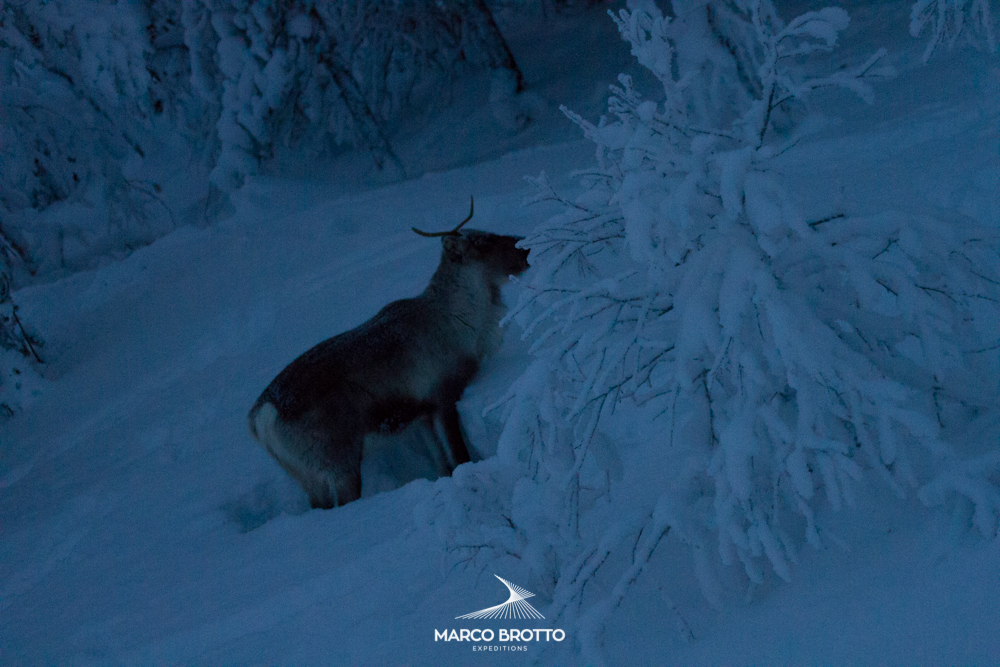 auror-boreal-noruega-finlandia-animais auror-boreal-noruega-finlandia-animais