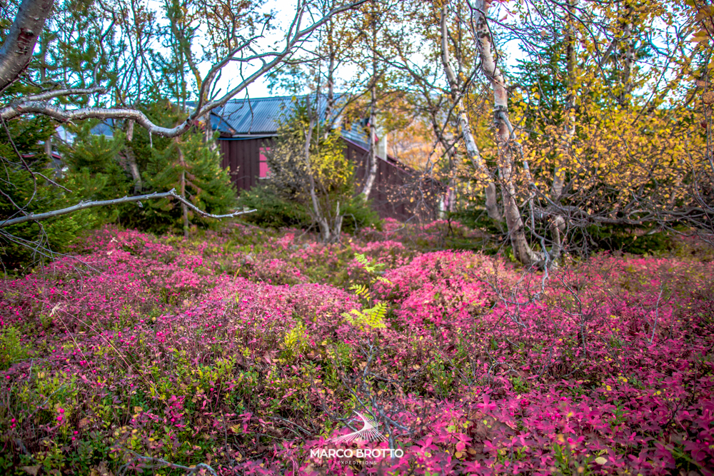 aurora-boreal-noruega-finlandia-flores aurora-boreal-noruega-finlandia-flores