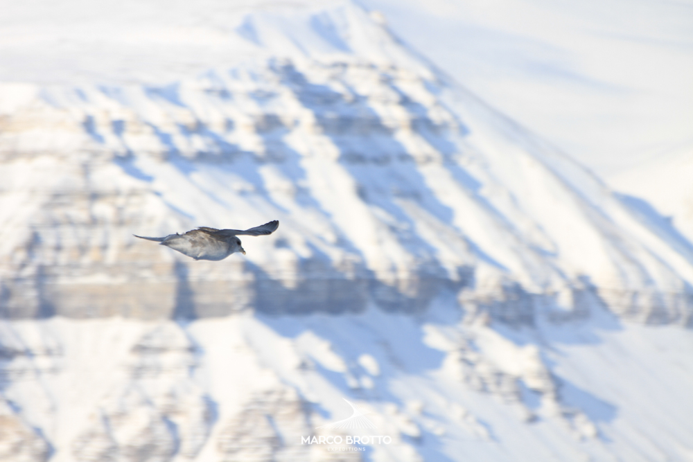aurora-boreal-svalbard-animais