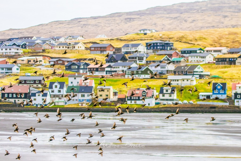 aurora-boreal-ilhas-faroe-aves aurora-boreal-ilhas-faroe-aves