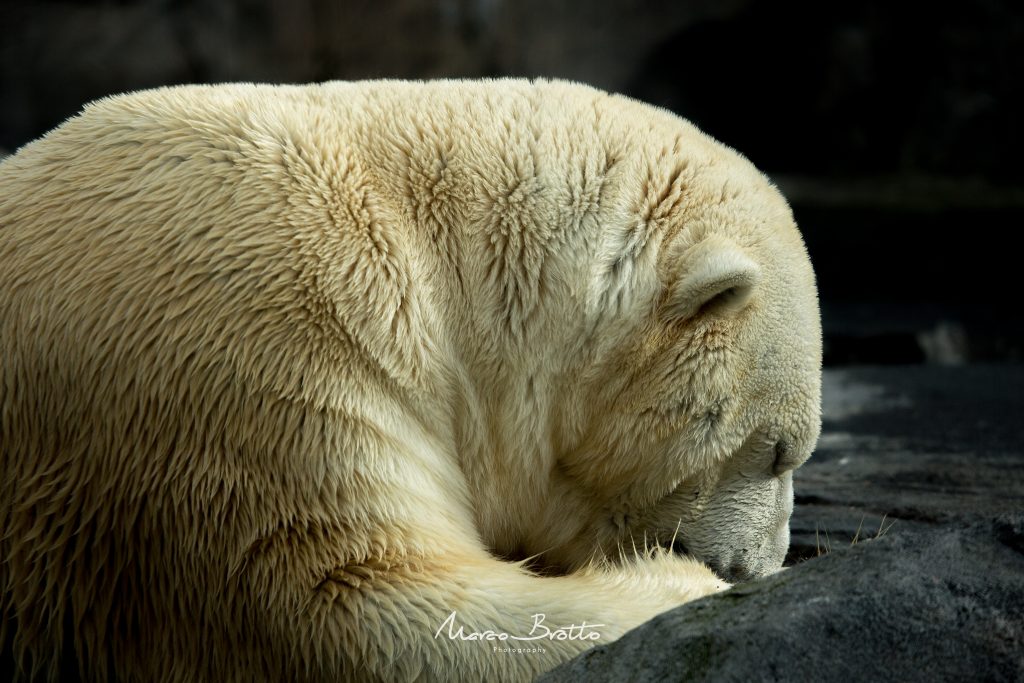 aurora-boreal-no-alasca-urso-polar