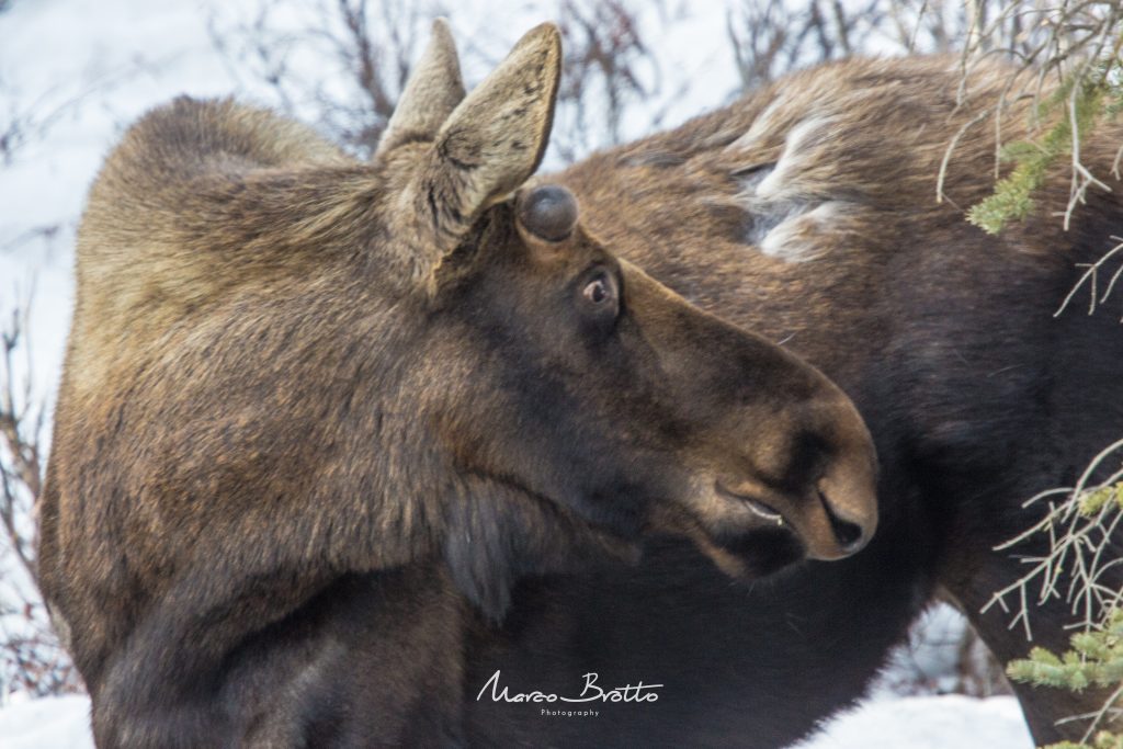 aurora-boreal-no-alasca-animais