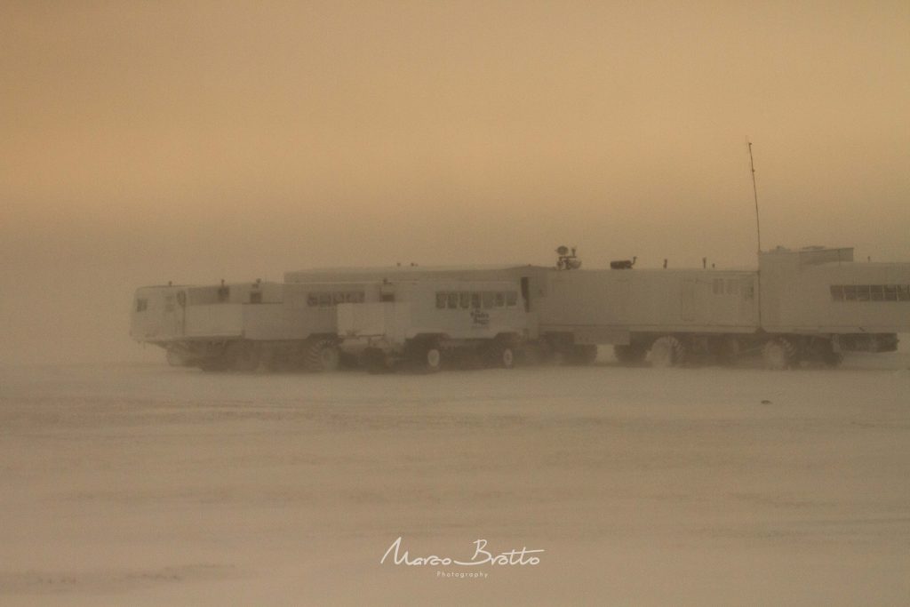 urso-polar-e-aurora-boreal-canada