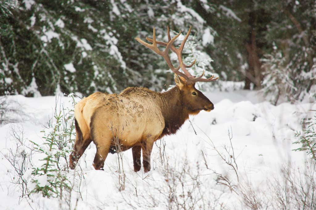 aurora-boreal-no-canada-alces aurora-boreal-no-canada-alces