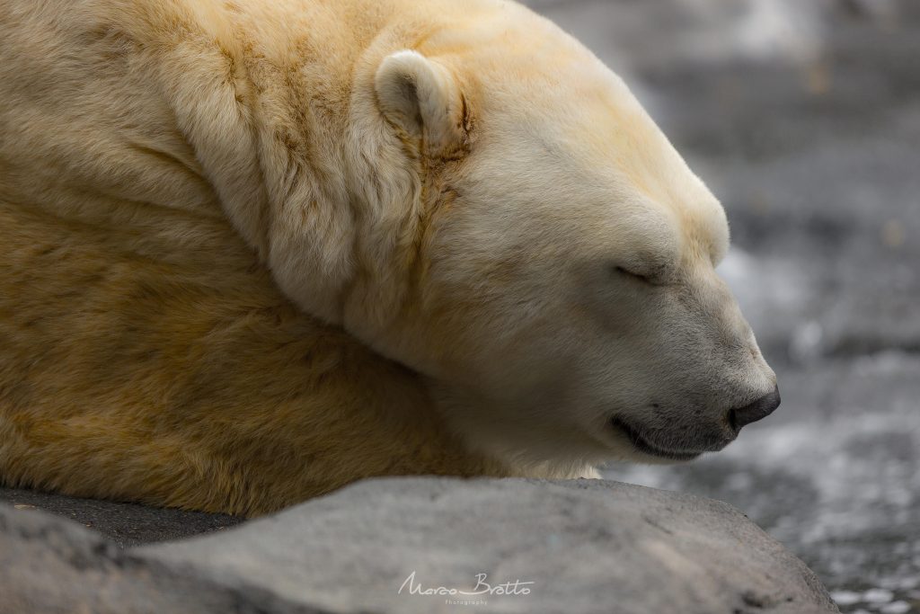 aurora-boreal-no-alasca-urso-polar