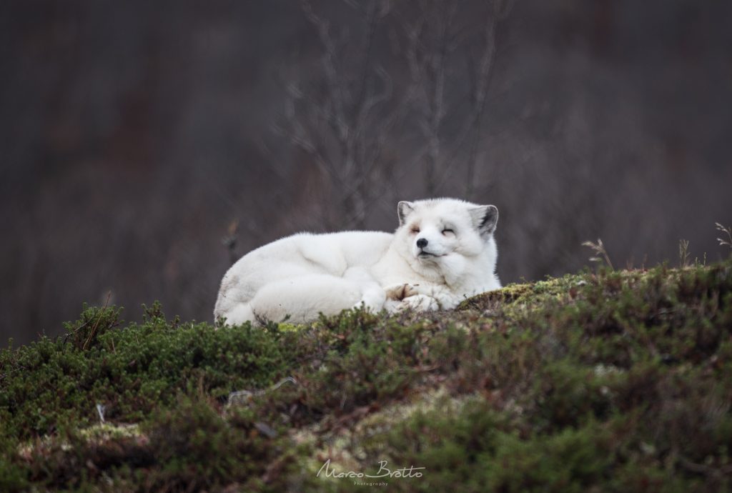 aurora-boreal-em-tromso-animais
