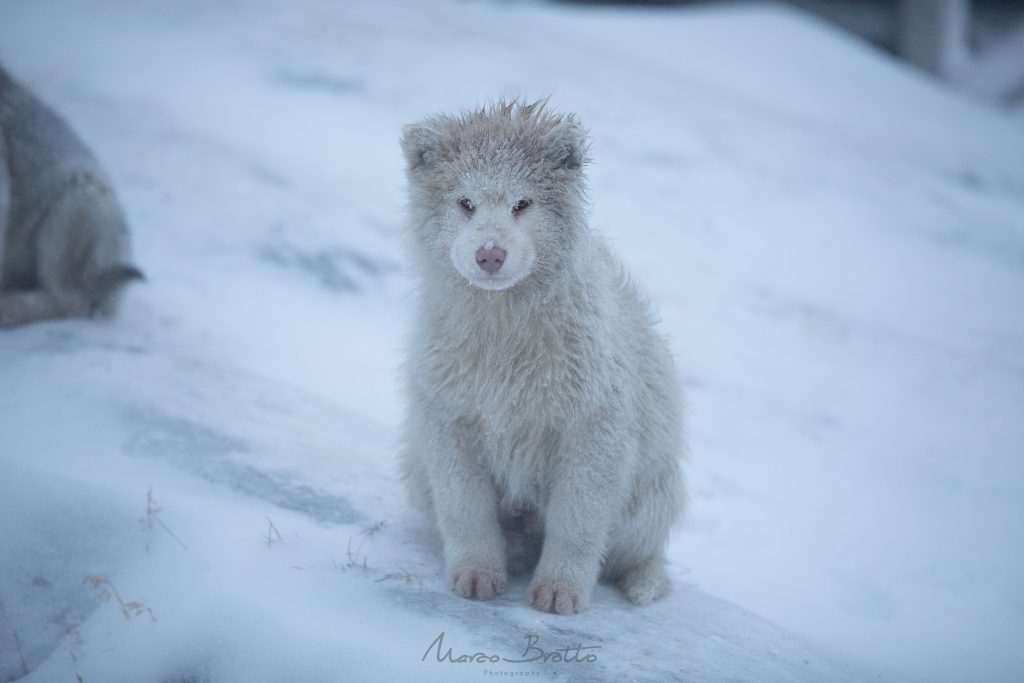 aurora-boreal-na-groenlandia-animais