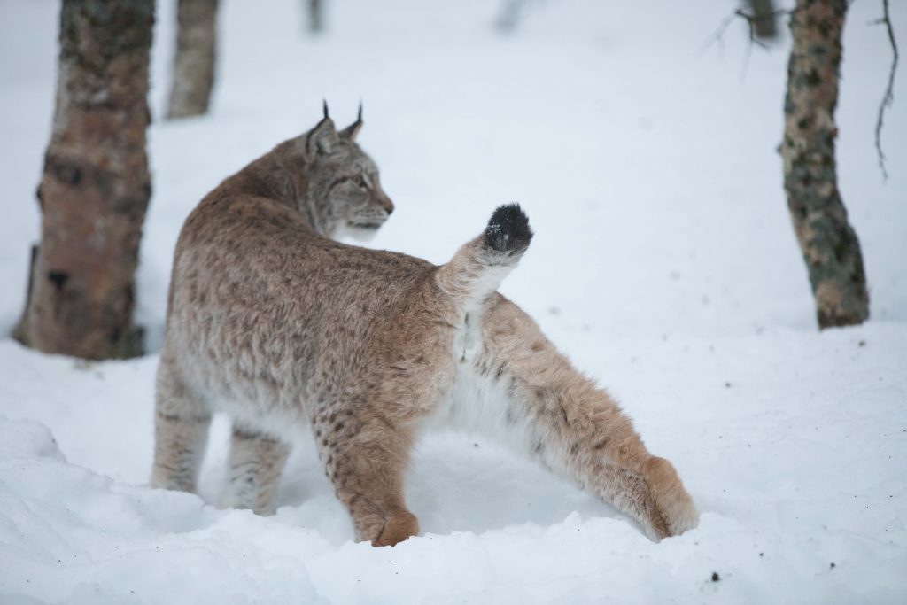 aurora-boreal-na-laponia-animais-selvagens