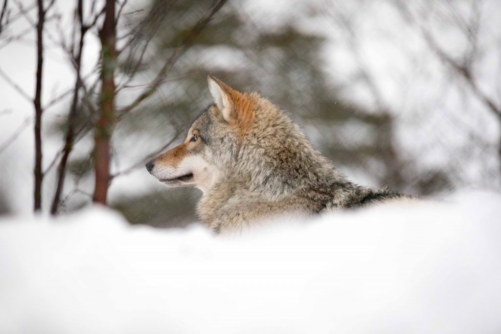 aurora-boreal-na-laponia-animais