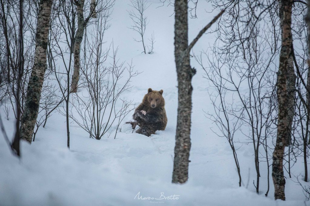 aurora-boreal-na-laponia-urso
