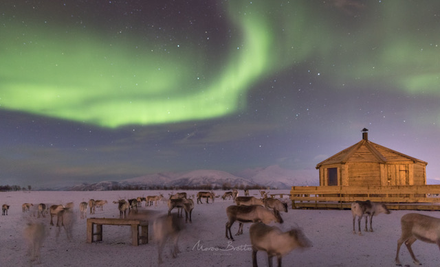 expedicao-aurora-boreal-na-laponia-animais
