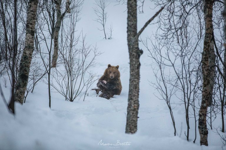 destinos-para-ver-neve-urso destinos-para-ver-neve-urso