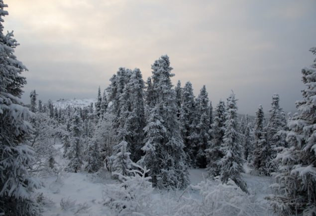 Floresta Boreal sob neve