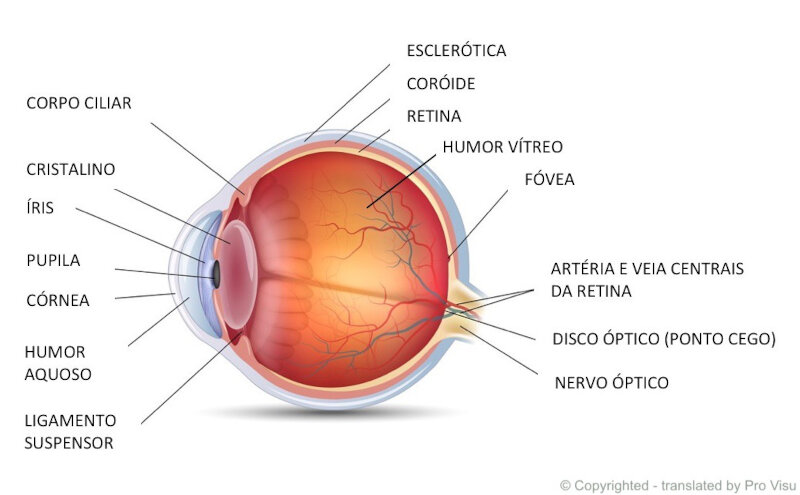 cores aurora boreal anatomia do olho