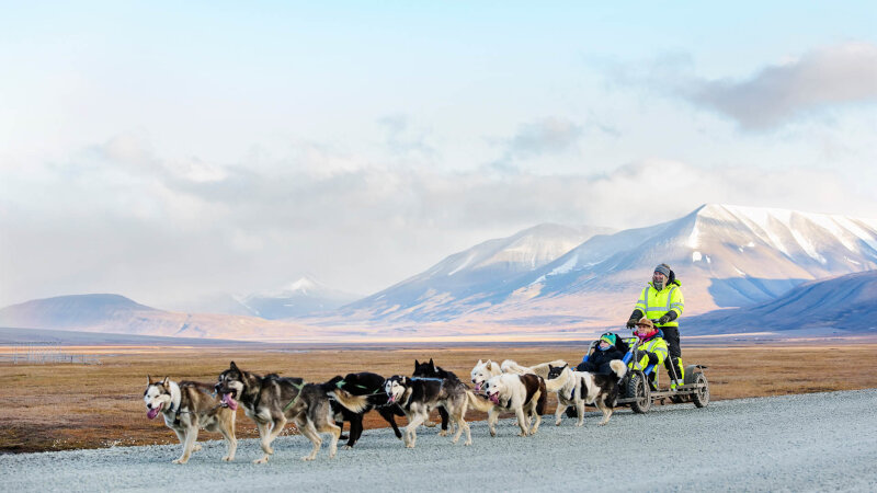 Svalbard Trenó Husky