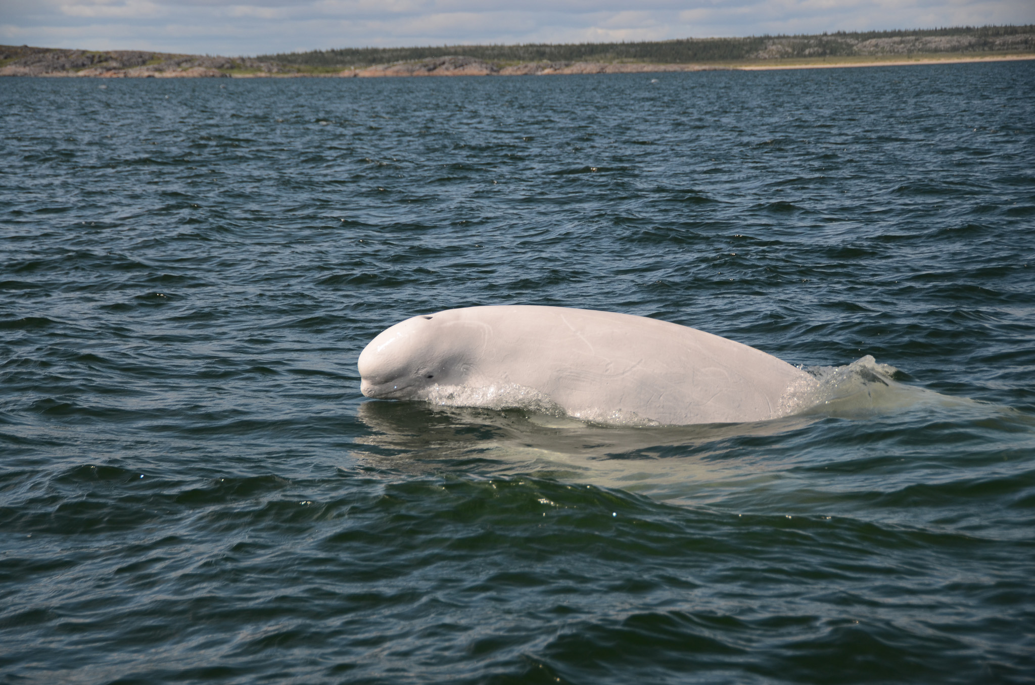 Beluga whale-22568
