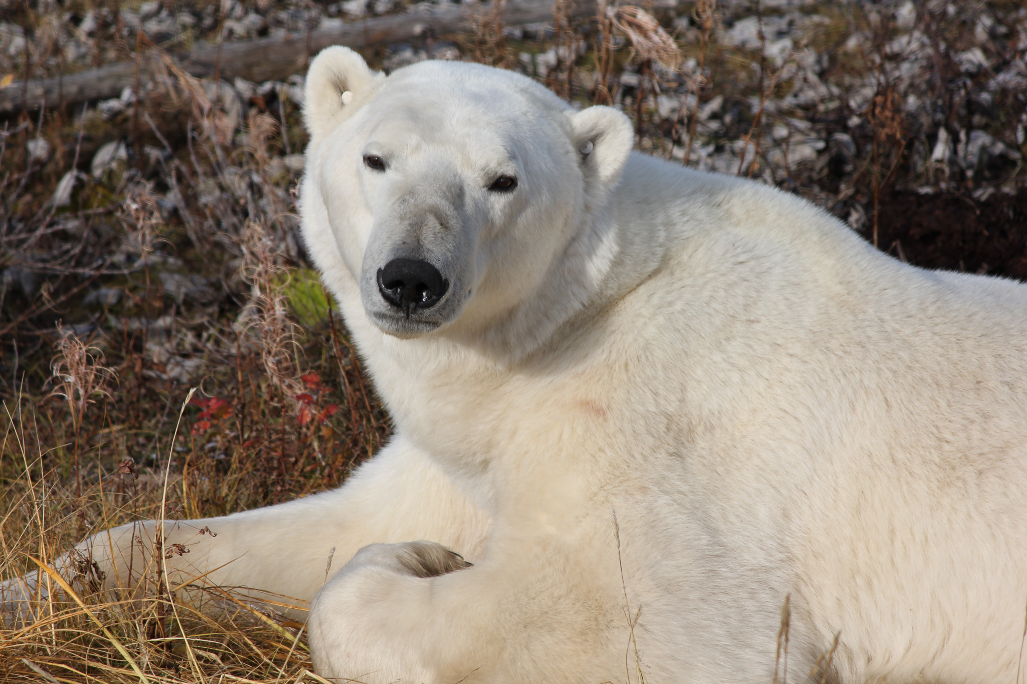 Polar bear-22576