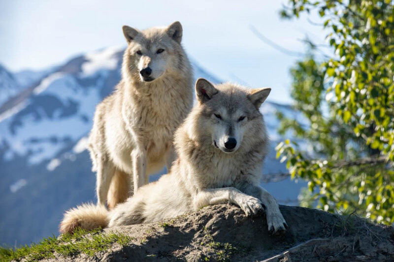 animais de anchorage