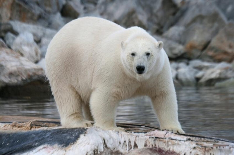 alaska zoo