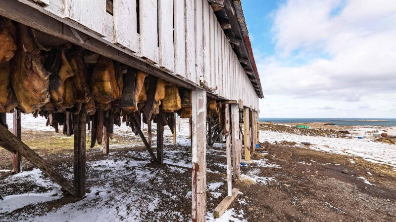 hakarl islandia