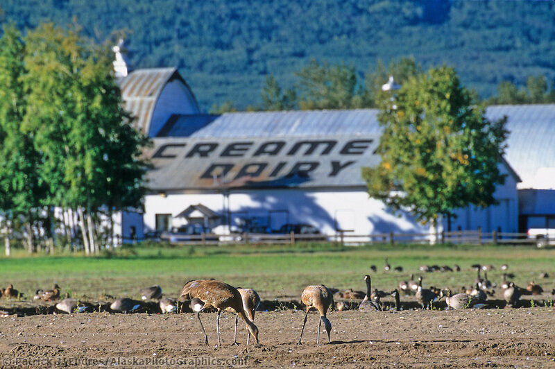 Creamers Field Fairbanks
