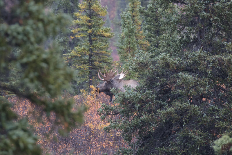 Moose na floresta
