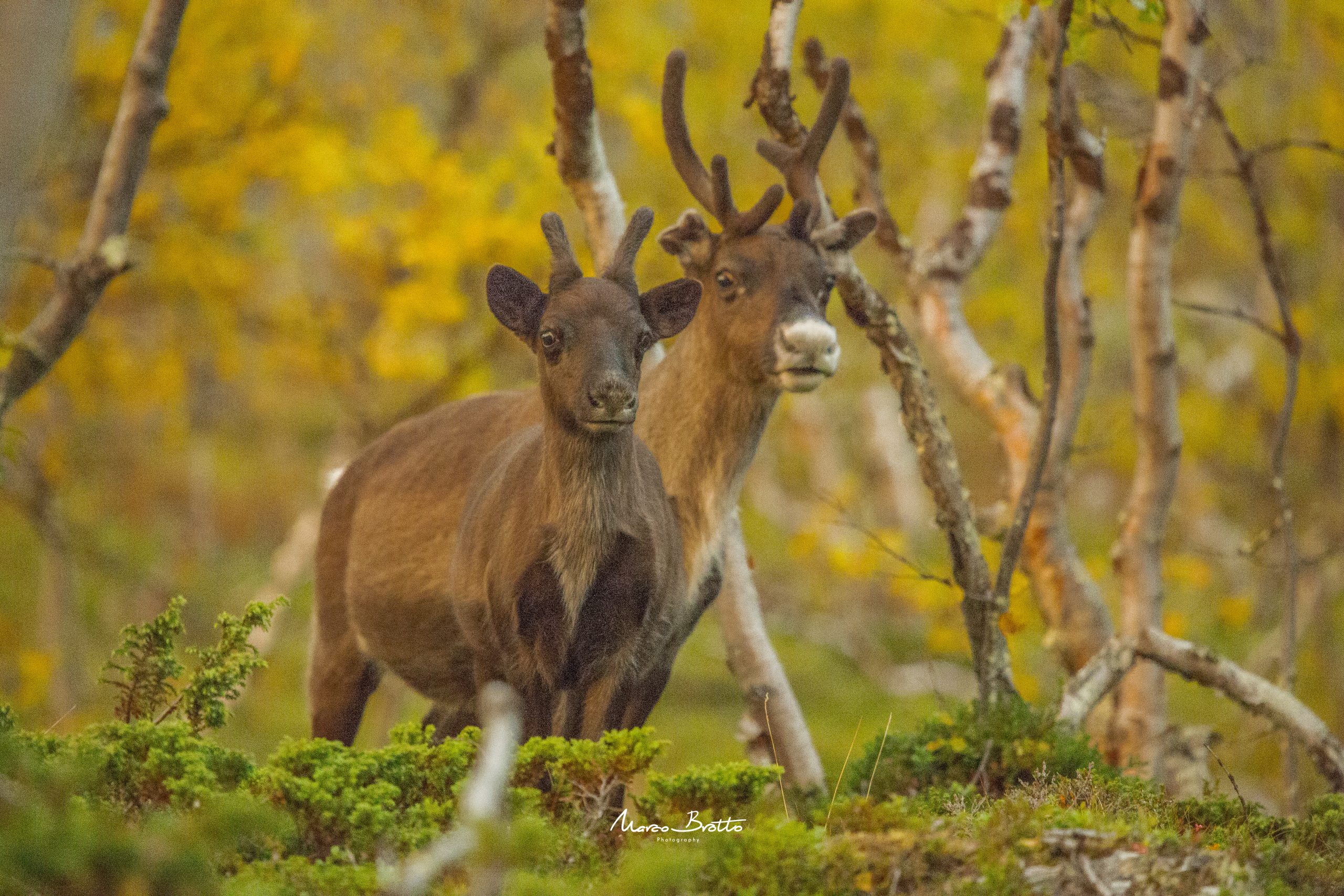aurora-boreal-noruega-natureza